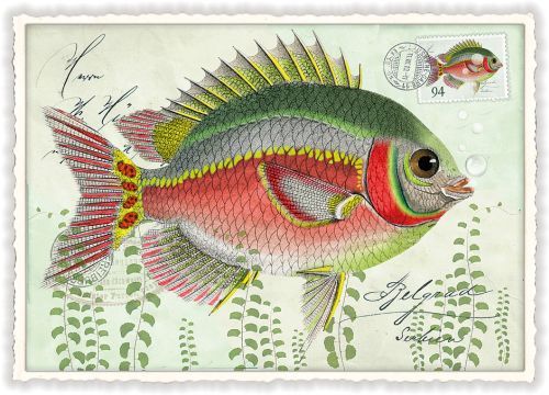 Edition Tausendschön  Postkartenformat 10,5X15 cm  Fisch PK661 mit Glimmer und gezacktem Rand